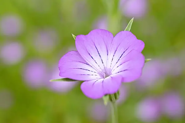 473182 - Nielle des blés (Agrostemma githago)