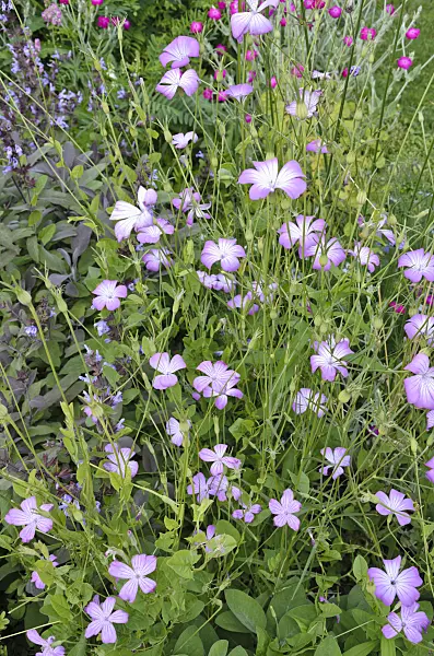 521346 - Nielle des blés (Agrostemma githago)