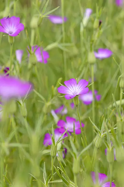 534212 - Nielle des blés (Agrostemma githago)