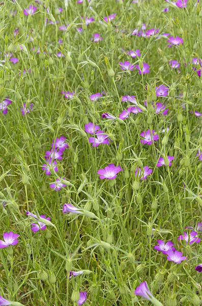 534213 - Nielle des blés (Agrostemma githago)