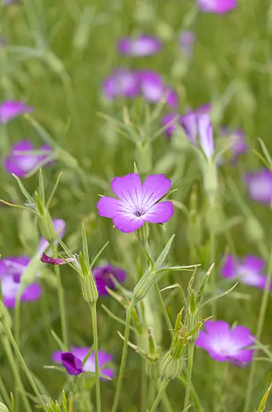 534214 - Nielle des blés (Agrostemma githago)