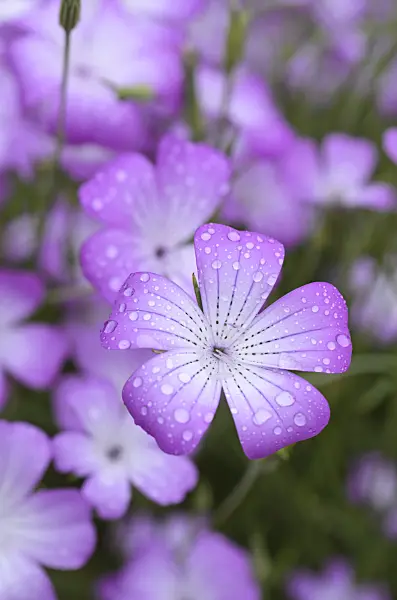 498202 - Nielle orientale (Agrostemma gracilis)