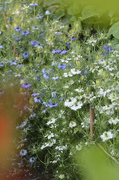 570123 - Nigelle de Damas (Nigella damascena)