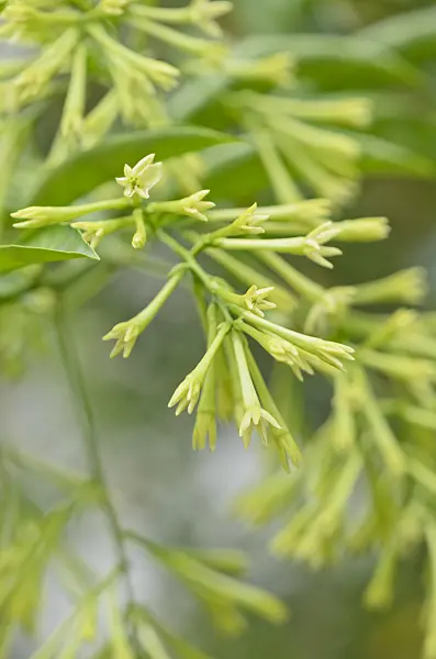 534498 - Night-blooming jasmine (Cestrum nocturnum syn. Cestrum suberosum)