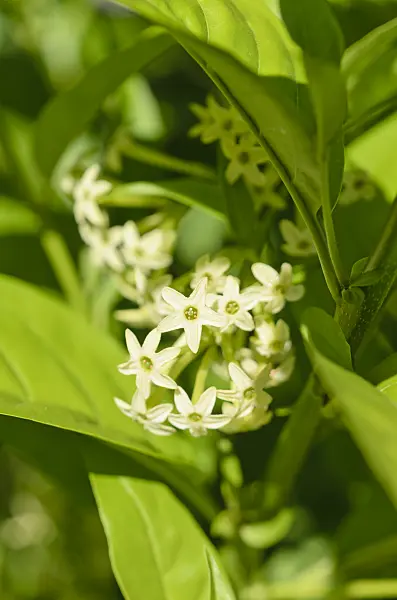 572085 - Night-blooming jasmine (Cestrum nocturnum syn. Cestrum suberosum)