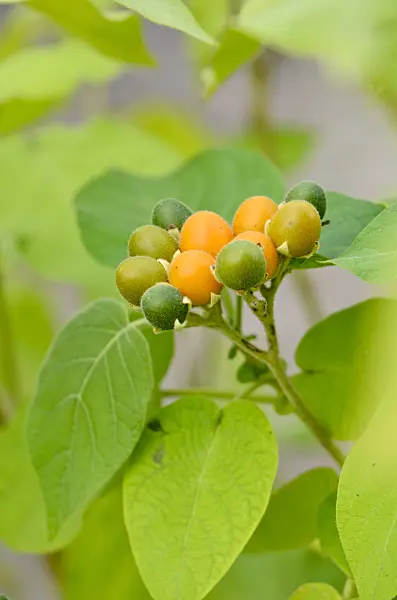 525031 - Nightshade (Solanum abutiloides)