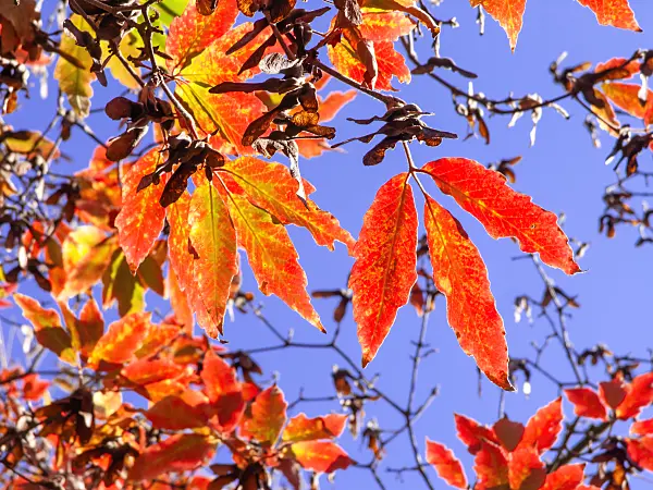 465245 - Nikko maple (Acer maximowiczianum syn. Acer nikoense)