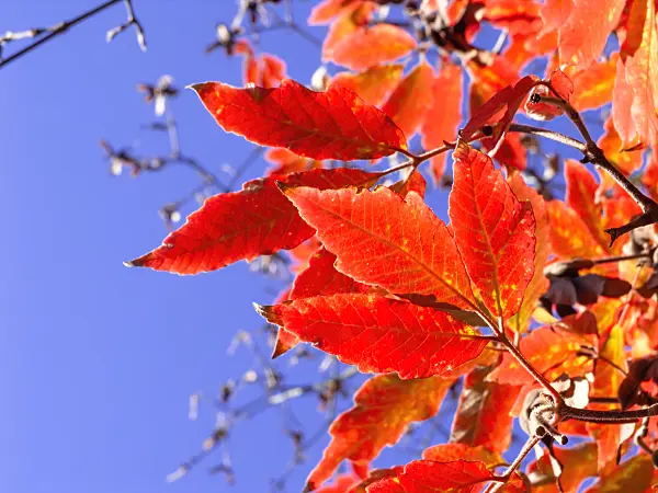465246 - Nikko maple (Acer maximowiczianum syn. Acer nikoense)