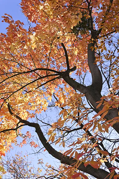 489124 - Nikko maple (Acer maximowiczianum syn. Acer nikoense)