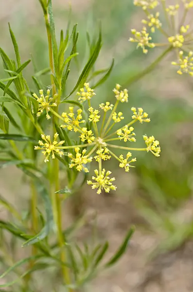508398 - Nine-leaf biscuitroot (Lomatium triternatum)