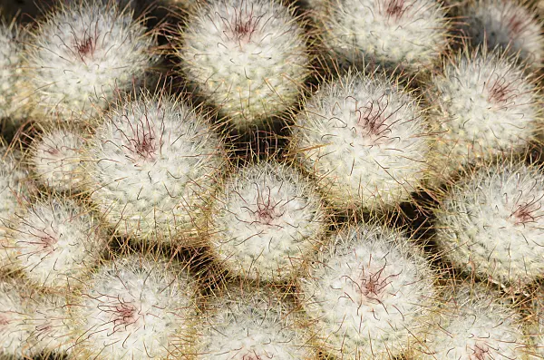 529082 - Nipple cactus (Mammillaria bombycina)