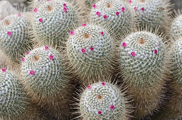 535012 - Nipple cactus (Mammillaria geminispina)