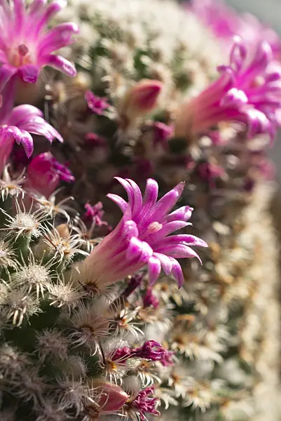 551038 - Nipple cactus (Mammillaria huitzilopochtli)