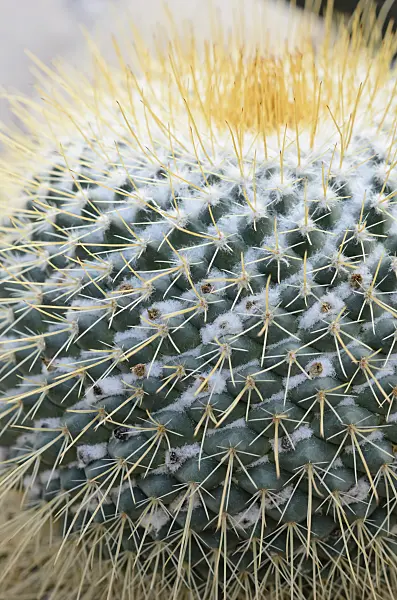 529083 - Nipple cactus (Mammillaria petersonii)
