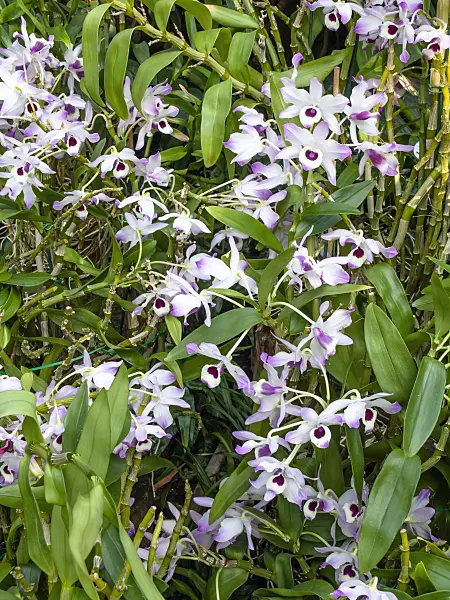 447078 - Noble dendrobium (Dendrobium nobile)