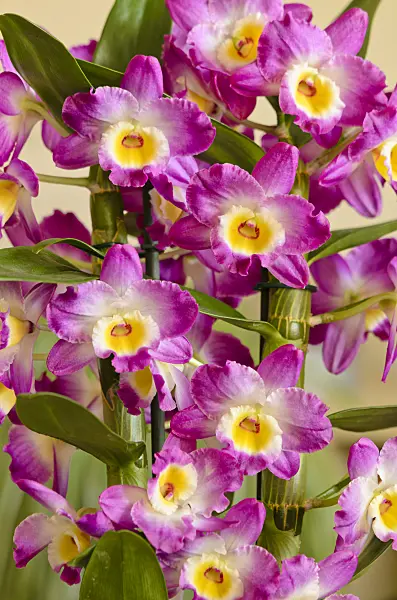 553103 - Noble dendrobium (Dendrobium nobile)