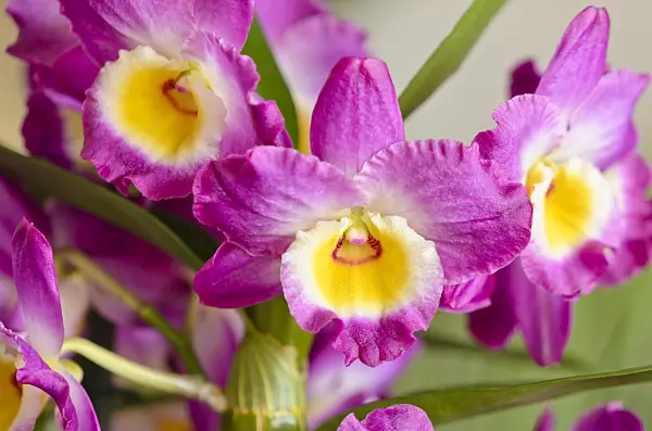 553104 - Noble dendrobium (Dendrobium nobile)