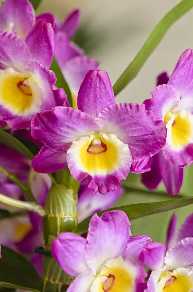 553105 - Noble dendrobium (Dendrobium nobile)