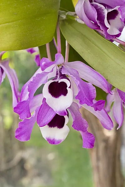 557013 - Noble dendrobium (Dendrobium nobile)