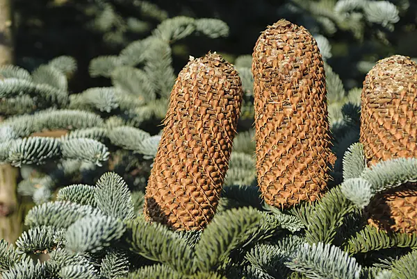 535381 - Noble fir (Abies procera 'Glauca')