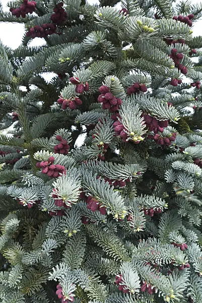 544099 - Noble fir (Abies procera 'Glauca')