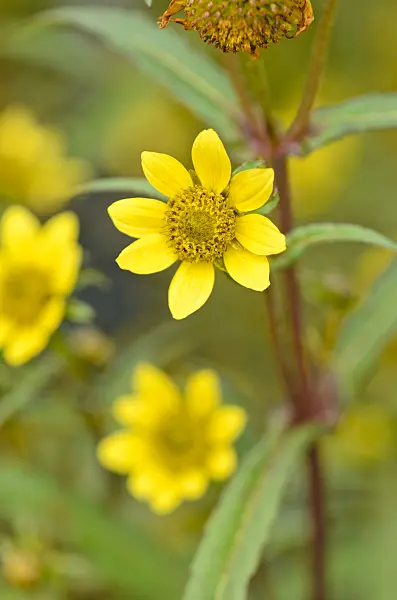 572029 - Nodding beggarticks (Bidens cernua)