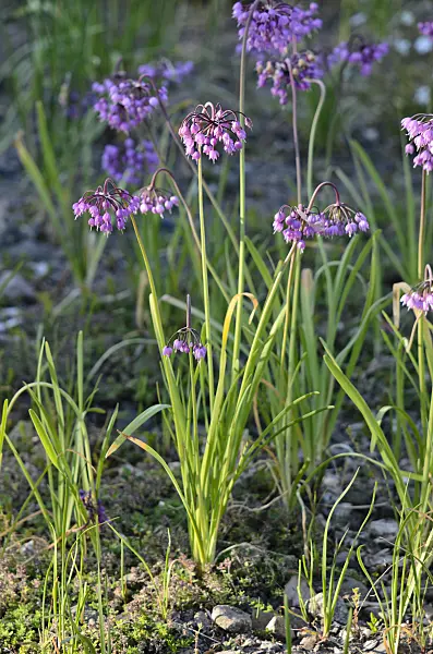 534021 - Nodding onion (Allium cernuum)