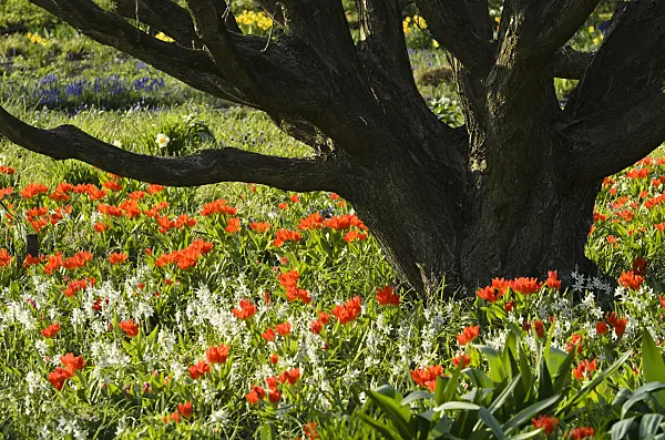 495200 - Nodding Star-of-Bethlehem (Ornithogalum nutans) and tulips (Tulipa)
