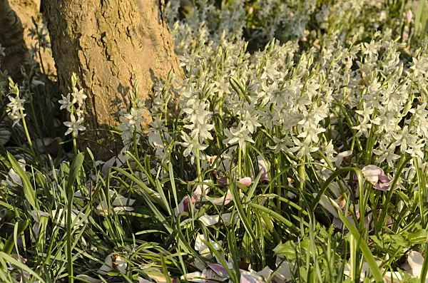 495252 - Nodding Star-of-Bethlehem (Ornithogalum nutans) with magnolia leaves