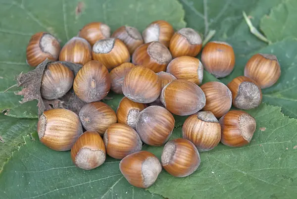 502168 - Noisetier commun (Corylus avellana 'Barcelloner Eckige')