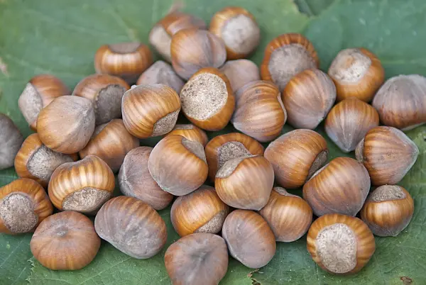 502170 - Noisetier commun (Corylus avellana 'Gubener Zellernuss')