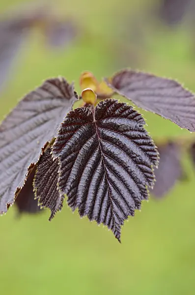 520011 - Noisetier commun (Corylus avellana 'Rote Zellernuss')