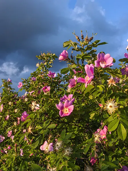 413046 - Nootka rose (Rosa nutkana)