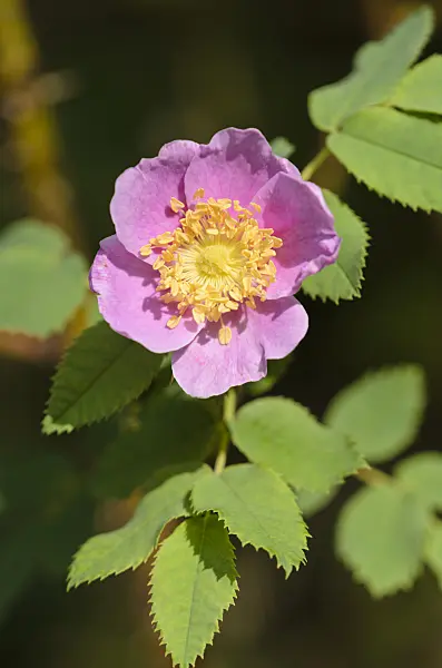 572036 - Nootka rose (Rosa nutkana)