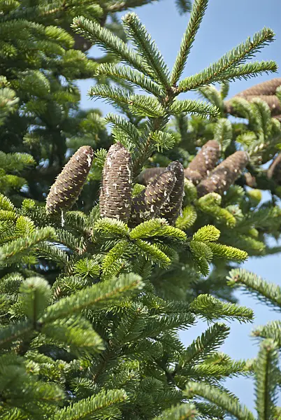 517257 - Nordmann fir (Abies nordmanniana)