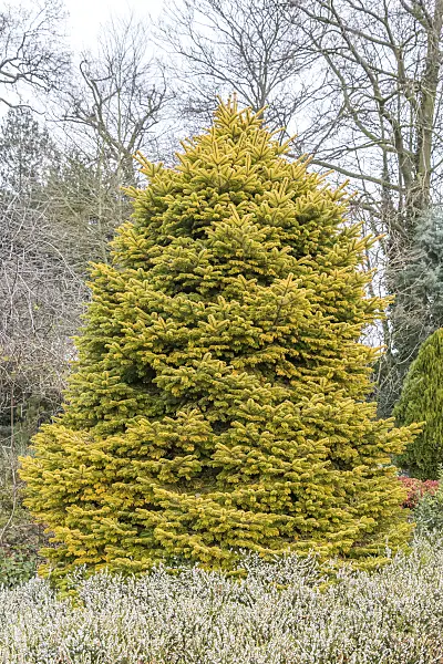638003 - Nordmann fir (Abies nordmanniana 'Golden Spreader')