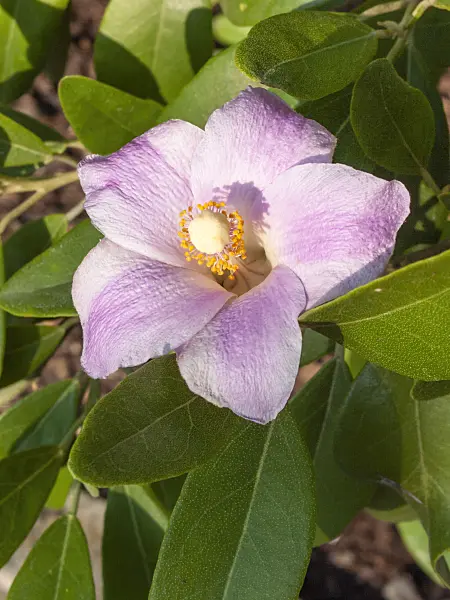 417017 - Norfolk Island hibiscus (Lagunaria patersonii)