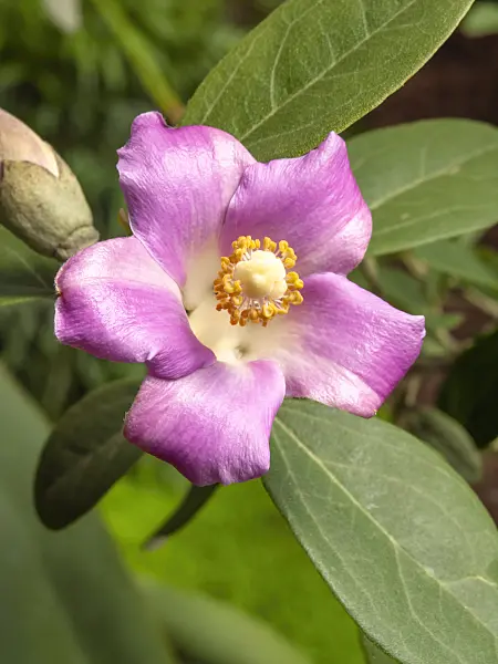 427117 - Norfolk Island hibiscus (Lagunaria patersonii)