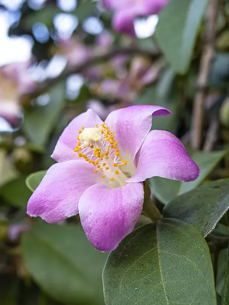 454224 - Norfolk Island hibiscus (Lagunaria patersonii)