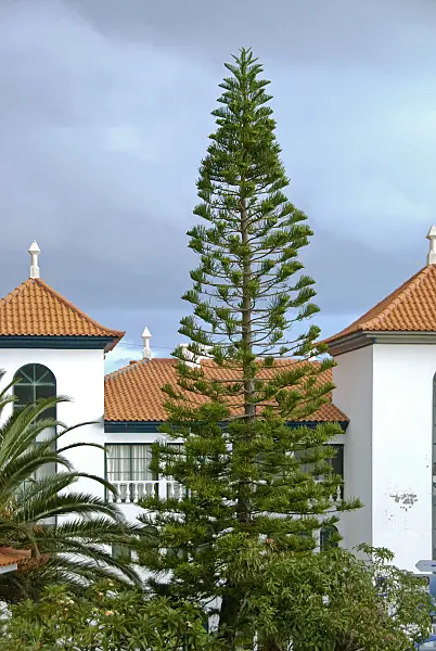 502109 - Norfolk Island pine (Araucaria heterophylla)