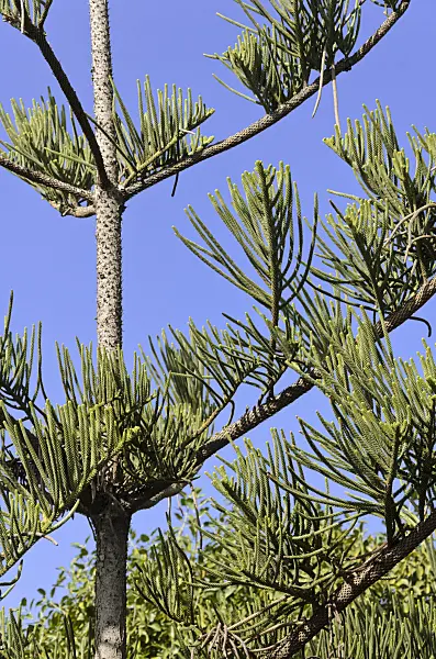 564032 - Norfolk Island pine (Araucaria heterophylla)