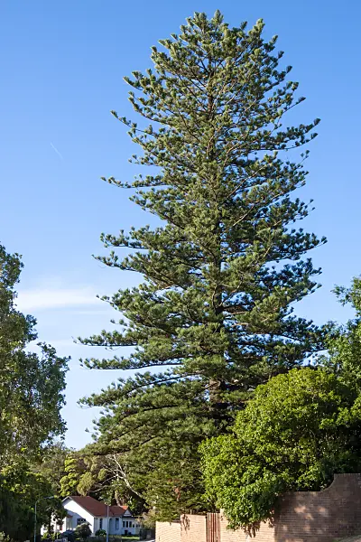 454181 - Norfolk Island pine (Araucaria heterophylla), Rose Bay, Sydney, Australia