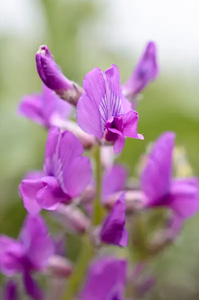 508402 - Northern chainpod (Hedysarum boreale)