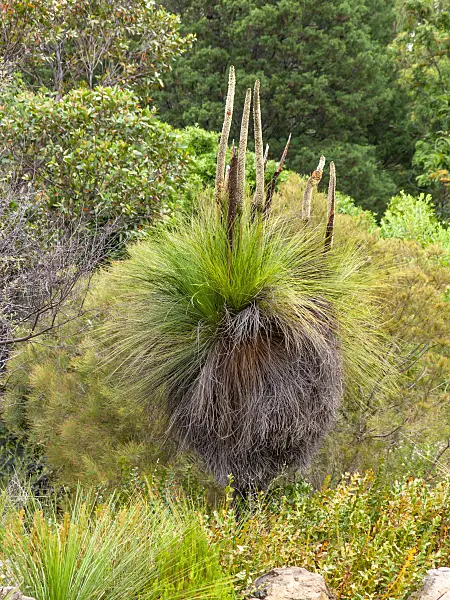 455331 - Northern grass tree (Xanthorrhoea johnsonii)