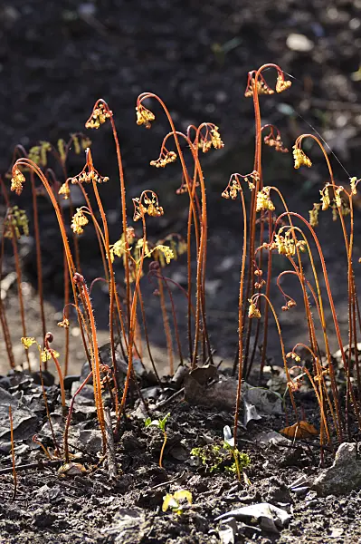 483187 - Northern maidenhair fern (Adiantum pedatum var. pedatum)