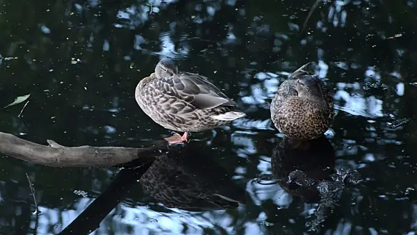 500095 - Northern mallard (Anas platyrhynchos)
