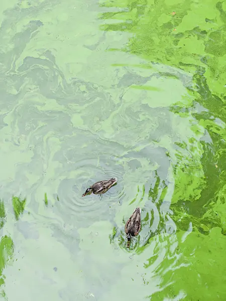 463001 - Northern mallard (Anas platyrhynchos) with blue-green algae