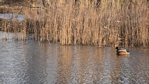 504097 - Northern mallards (Anas platyrhynchos)