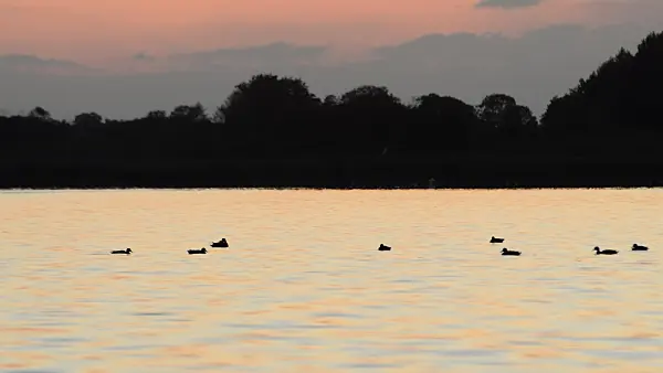 512072 - Northern mallards (Anas platyrhynchos), Rangsdorfer See Nature Reserve, Germany