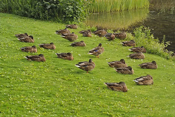 524116 - Northern mallards (Anas platyrhynchos) sleeping on the lakefront